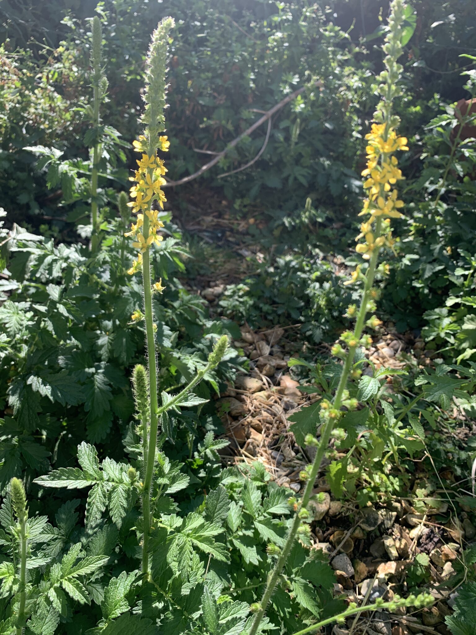 Agrimony
